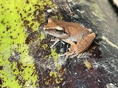 Pseudophilautus amboli