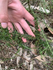 Cryptandra spinescens