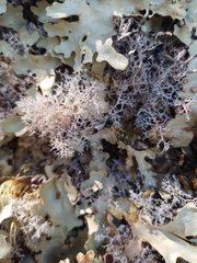 Cladonia confusa