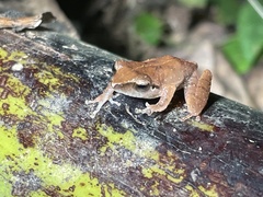 Pseudophilautus amboli