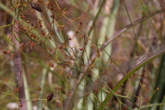 Drosera geniculata