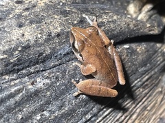 Pseudophilautus amboli