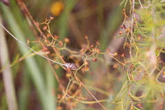 Drosera geniculata