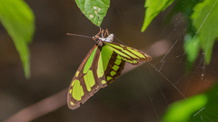 Philaethria wernickei