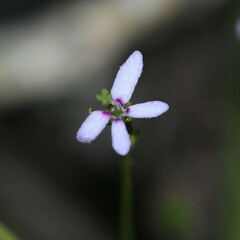 Stylidium pygmaeum