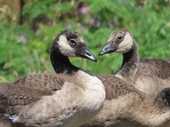 Branta canadensis maxima