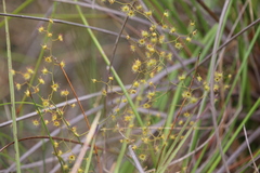 Drosera geniculata