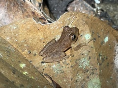 Raorchestes luteolus