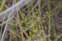Drosera geniculata