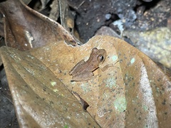 Raorchestes luteolus