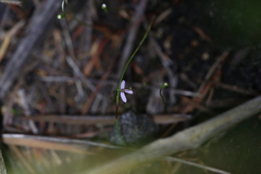 Stylidium pygmaeum