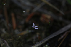 Stylidium pygmaeum