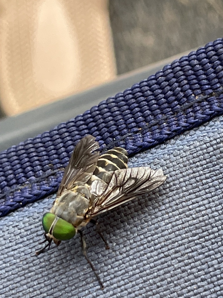 Cydistomyia