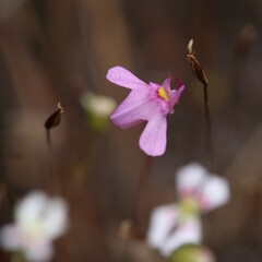 Utricularia multifida
