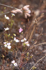 Utricularia multifida