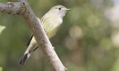 Empidonax hammondii