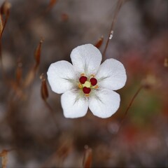 Drosera nitidula