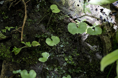 Corybas trilobus aggregate