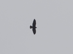 Buteo swainsoni