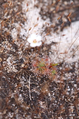 Drosera nitidula