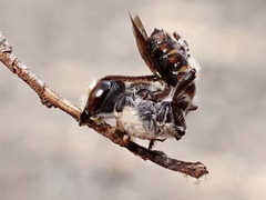 Megachile lucidiventris