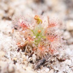 Drosera nitidula