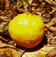 Passiflora tetrandra
