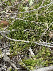 Platysace heterophylla tepperi