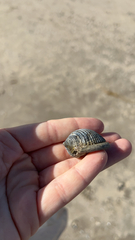 Littorinimorpha