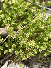 Platysace heterophylla tepperi