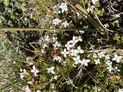 Arcytophyllum thymifolium