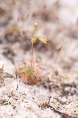 Drosera nitidula