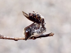 Megachile lucidiventris