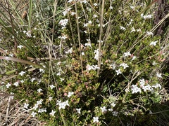 Arcytophyllum thymifolium