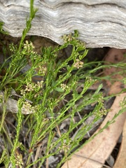 Platysace heterophylla tepperi