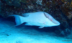 Lachnolaimus maximus