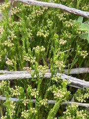 Platysace heterophylla tepperi
