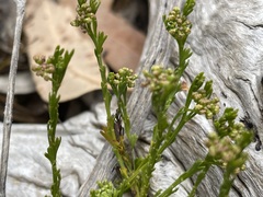 Platysace heterophylla tepperi