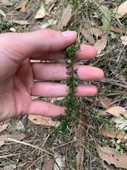 Cryptandra spinescens