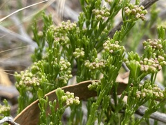 Platysace heterophylla tepperi