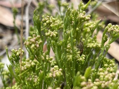 Platysace heterophylla tepperi