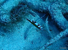 Serranus tabacarius
