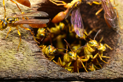 Agelaia centralis image