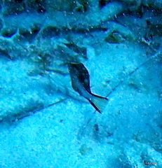 Canthigaster rostrata