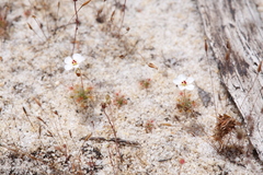 Drosera nitidula