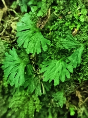 Hymenophyton flabellatum