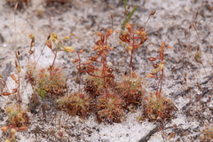 Drosera nitidula