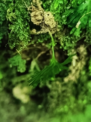 Hymenophyton flabellatum