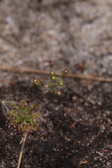 Drosera nitidula