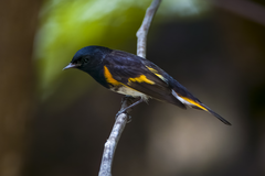 Setophaga ruticilla